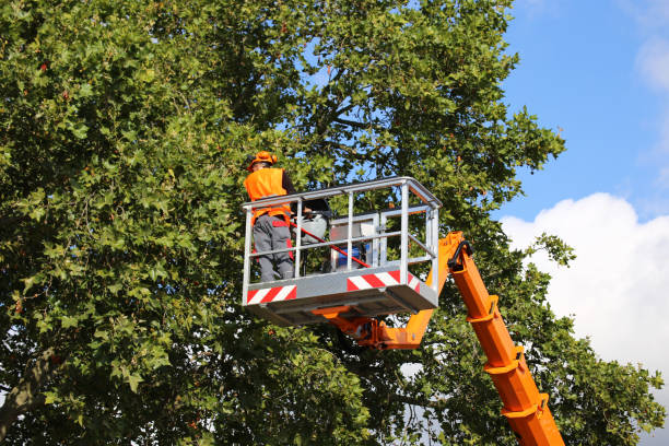 Best Local Tree Services  in Rose Hills, CA